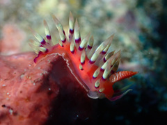 Coryphellina exoptata