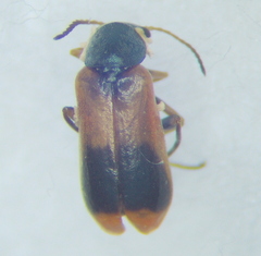 Melyridae