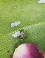 Glabridorsum stokesii