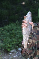 Thymallus brevipinnis