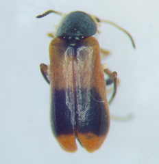 Melyridae
