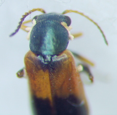 Melyridae