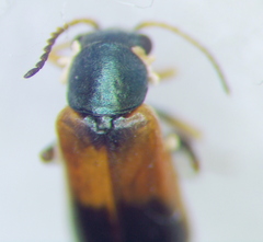Melyridae