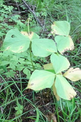 Trillium camschatcense
