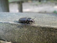 Spondylis buprestoides