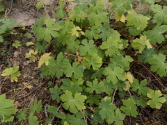 Geranium macrorrhizum
