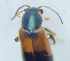 Melyridae