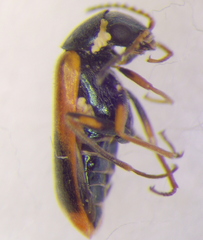 Melyridae