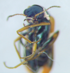 Melyridae