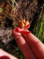 Disa ferruginea
