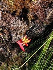 Disa ferruginea