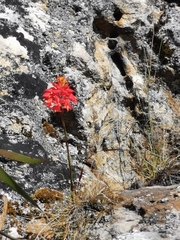 Disa ferruginea