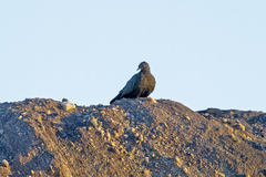 Petrophassa rufipennis