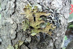 Lobaria pulmonaria
