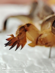 Gryllotalpa nymphicus