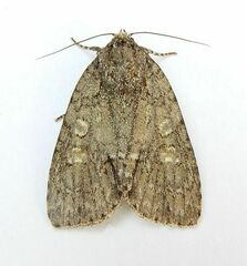 Acronicta immodica