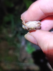 Microhyla