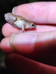 Microhyla