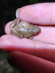 Microhyla