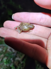 Microhyla