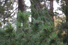 Pinus pumila