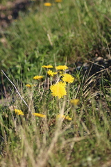 Taraxacum ceratophorum