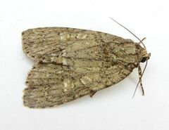 Acronicta immodica