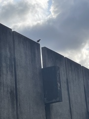 Acridotheres grandis