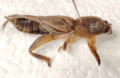 Gryllotalpa nymphicus