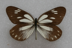 Aporia larraldei