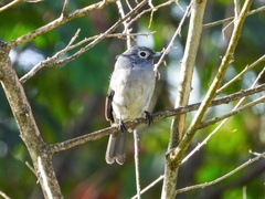 Melaenornis fischeri