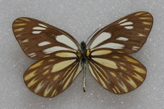 Aporia larraldei