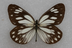 Aporia larraldei