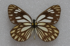 Aporia larraldei