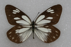 Aporia larraldei