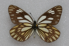 Aporia larraldei