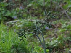 Caulophyllum robustum