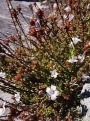 Roella amplexicaulis
