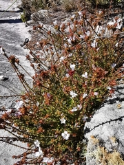 Roella amplexicaulis