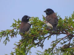 Spermestes fringilloides