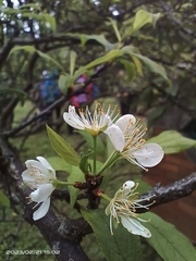Prunus salicina