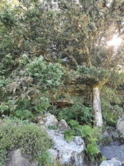 Podocarpus latifolius