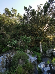 Podocarpus latifolius