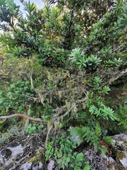 Podocarpus latifolius