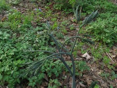 Caulophyllum robustum