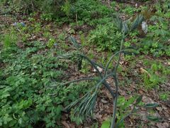 Caulophyllum robustum