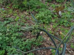 Caulophyllum robustum