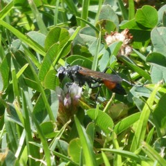 Podalonia tydei suspiciosa
