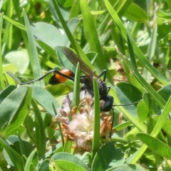 Podalonia tydei suspiciosa
