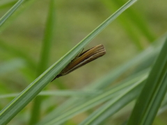 Agriphila tristella